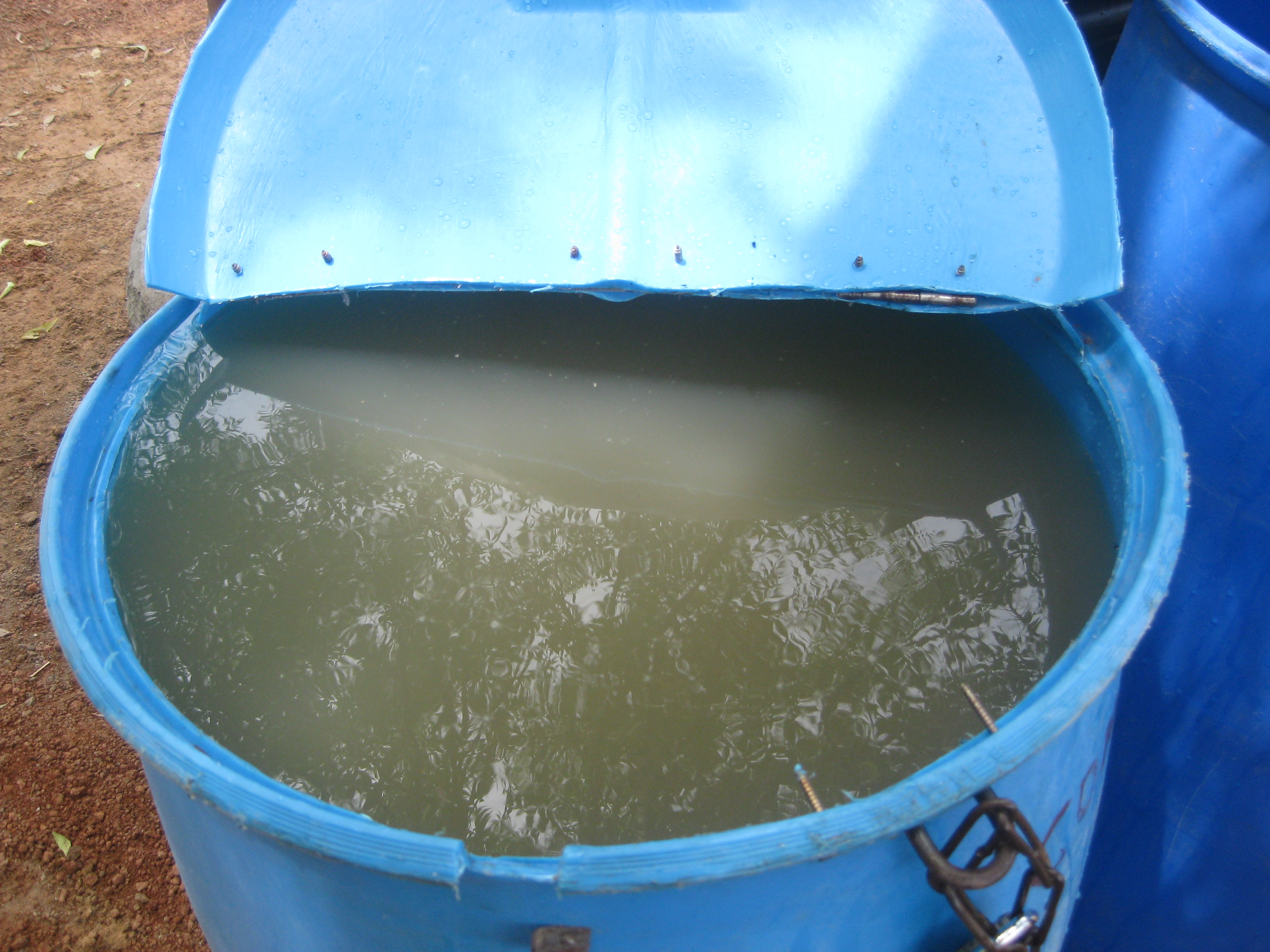 IMG_3748 The "before" shot. Dugout water in the blue tub ready to be treated!